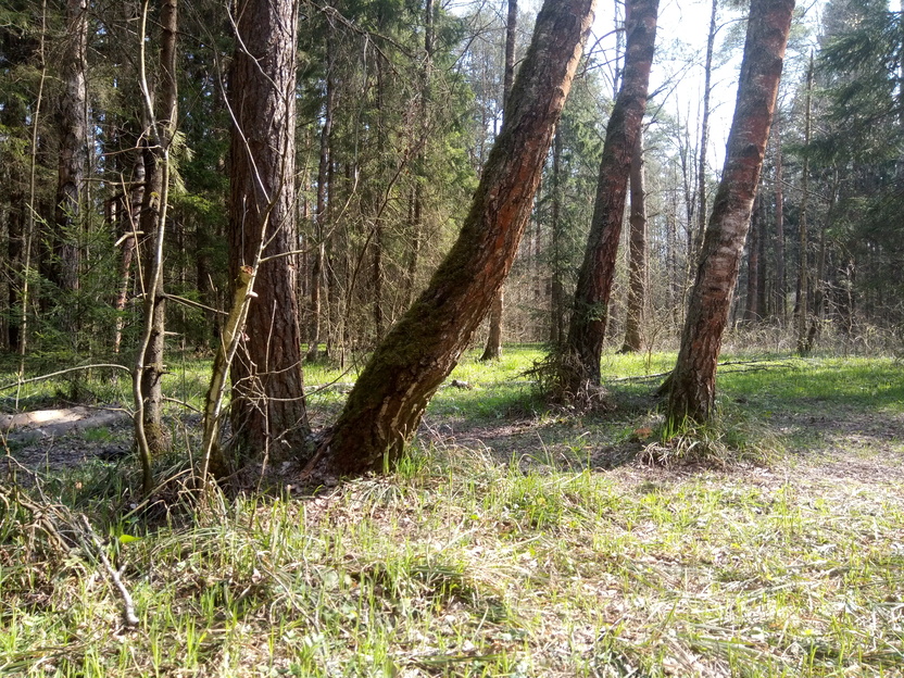 a sunny landscape shot of forest floor in spring, with young grass punching through dead leaves
