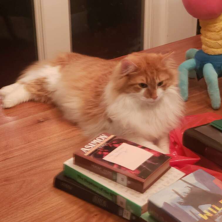 waffles the orang cat